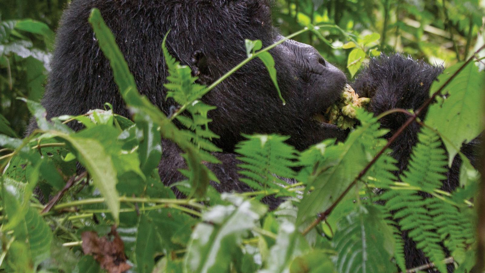 Rwanda & Uganda Gorilla Discovery