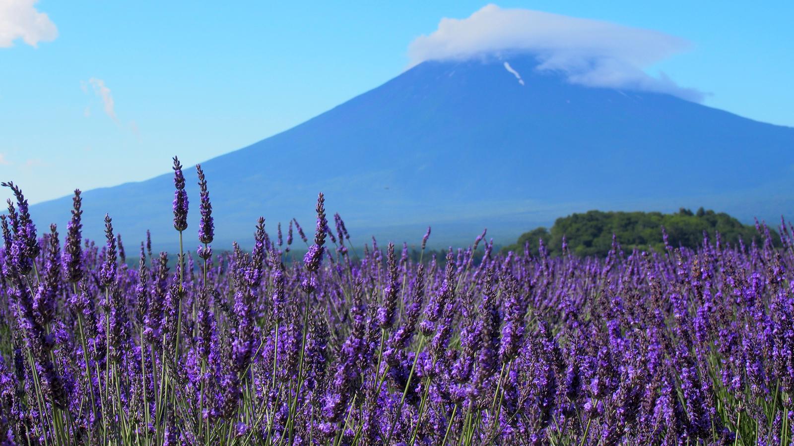 Discover Japan & Hike Mt Fuji
