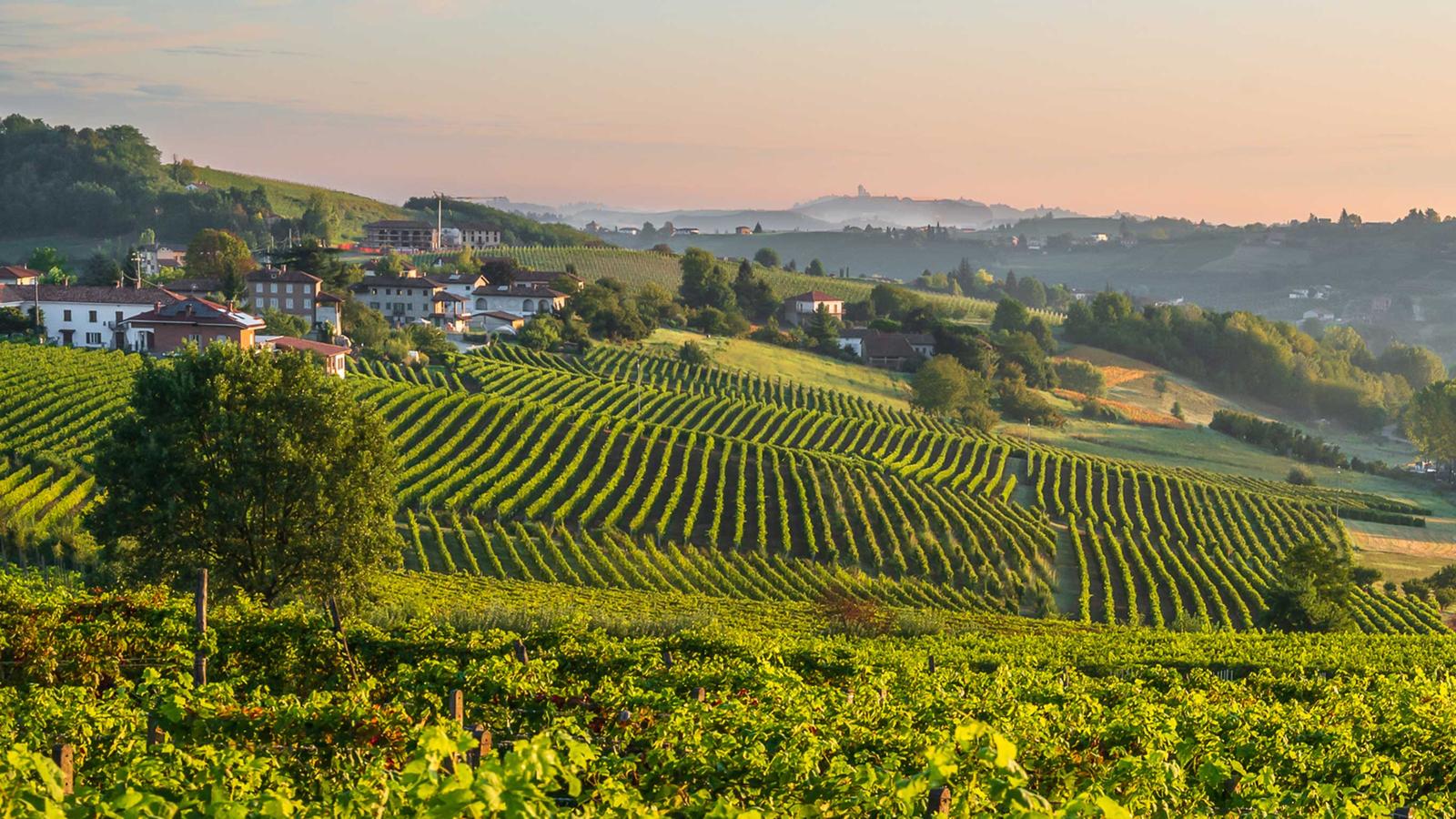 Walking Piedmont and the Barolo Wine Region